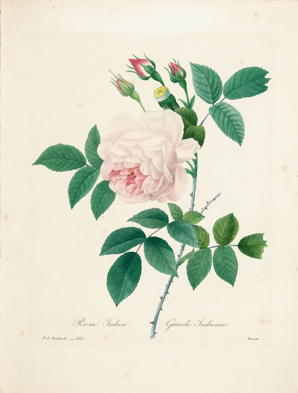 Rosa Indica, vésett Bessin, a „Legszebb virágok és legszebb gyümölcsök kiválasztása” című kötetből, 1. évf. I, 1827-33 alkotó: Pierre Joseph Redouté