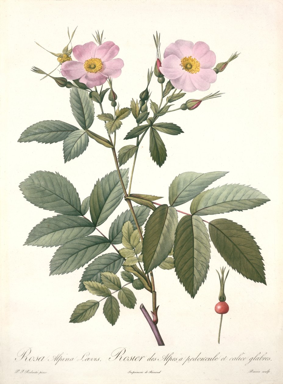Rosa alpina laevis, Bessin metszete, a "Les Roses"-ból, 1817-24 (színes aquatinta) alkotó: Pierre Joseph Redouté