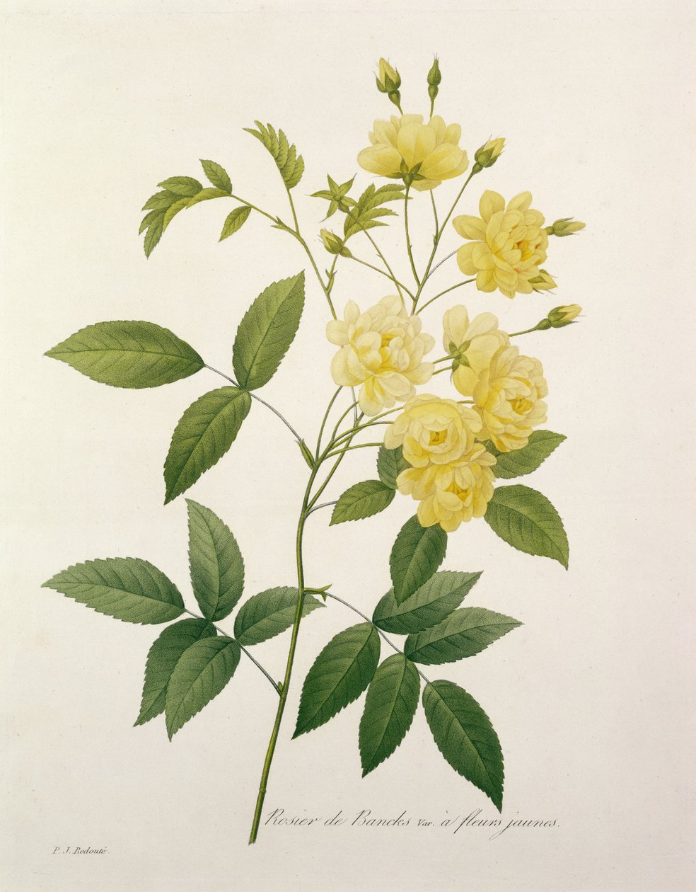 Rosa banksiae (Banks rózsája), a "Choix des Plus Belles Fleurs"-ból, 1827 alkotó: Pierre Joseph Redouté