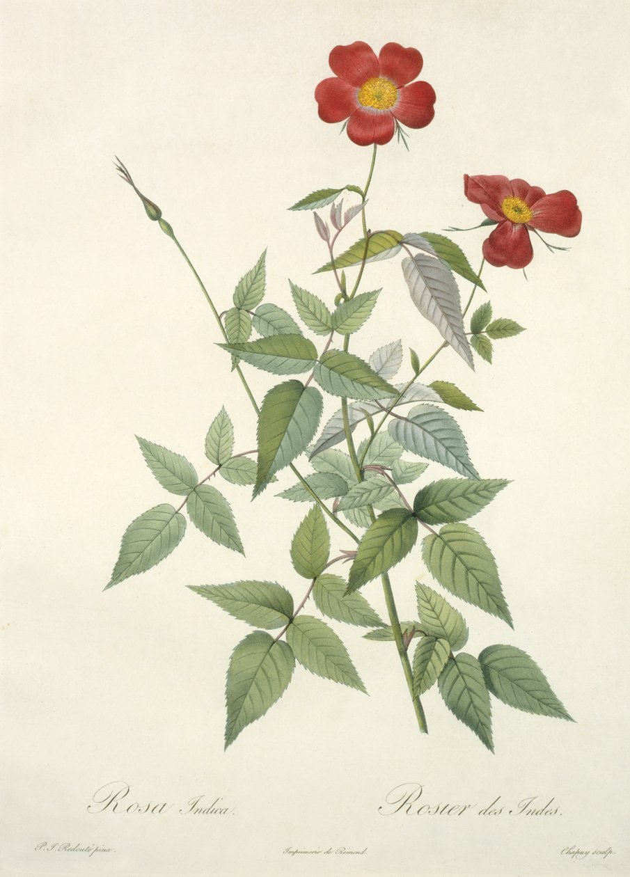 Rosa indica, Chapuy metszete, a "Les Roses"-ból, 1817-24 (színes aquatinta) alkotó: Pierre Joseph Redouté