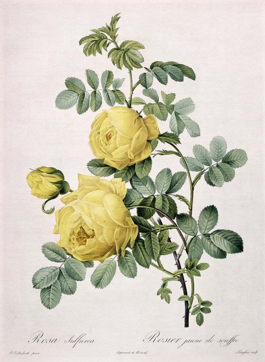 Rosa sulfurea, Langlois metszete, a "Les Roses"-ból, 1817-24 (színes aquatinta) alkotó: Pierre Joseph Redouté