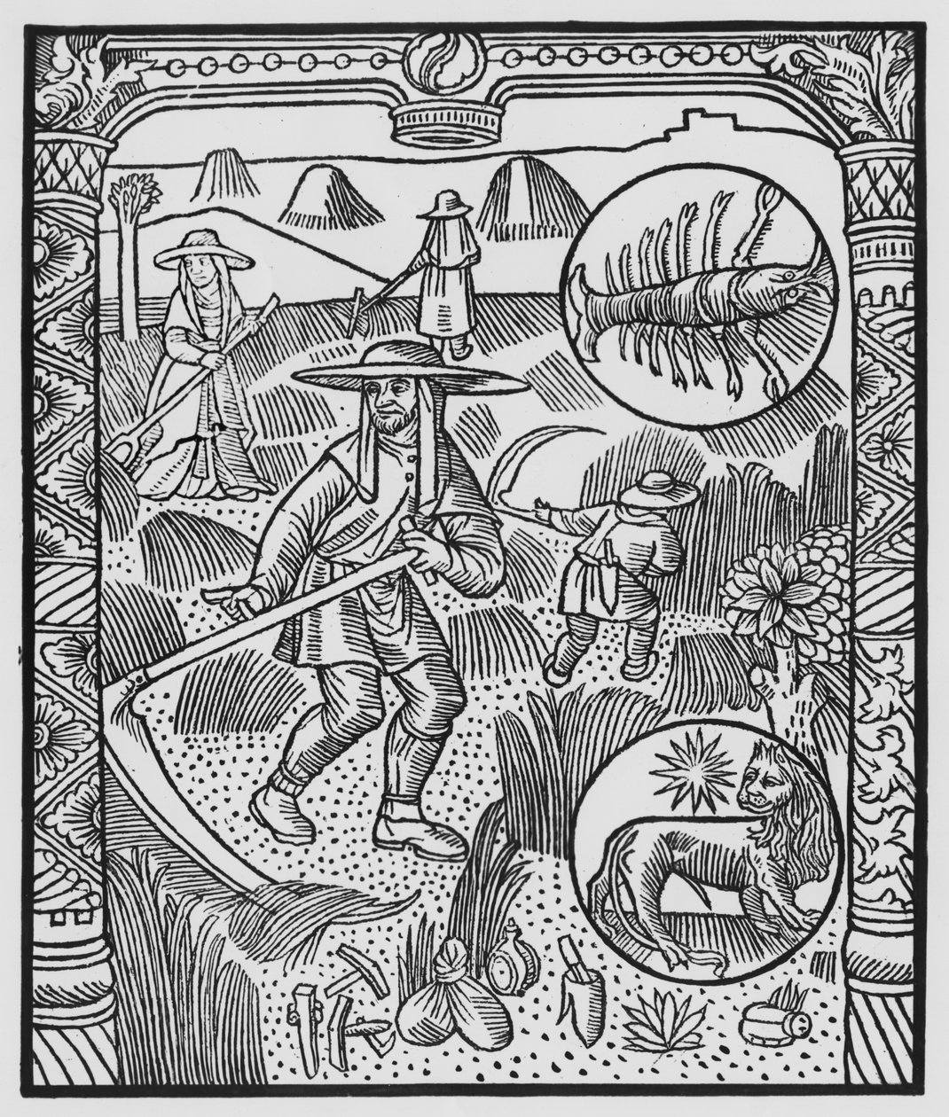 július, szénavarrás, rák, illusztráció az „Almanach des Bergers”-ből, 1491 (xilográf) alkotó: Pierre Le Rouge