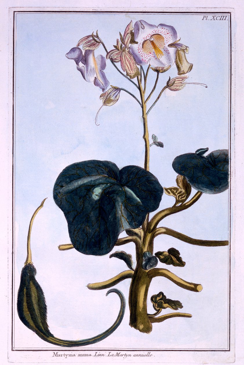 Proboscis Virág alkotó: Pierre Joseph Buchoz