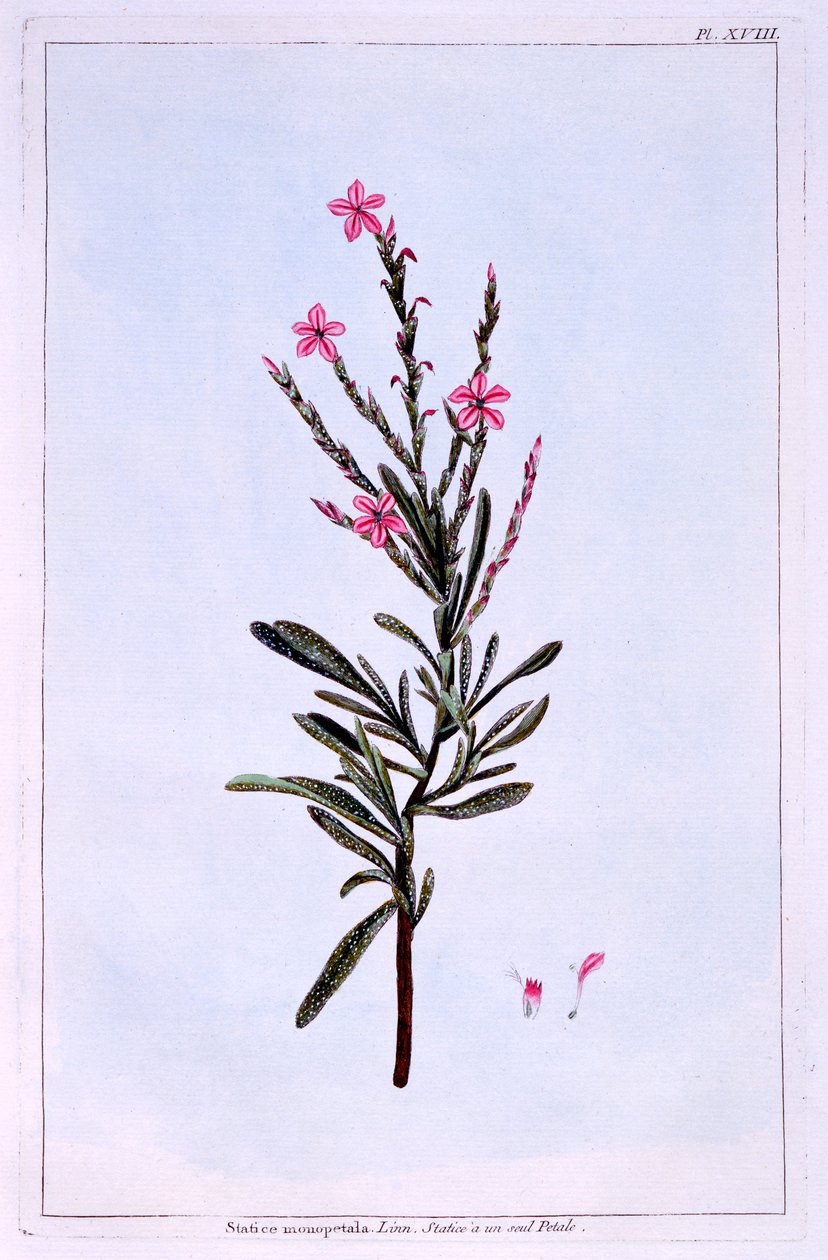 Statice, Phyllostachys spicata alkotó: Pierre Joseph Buchoz