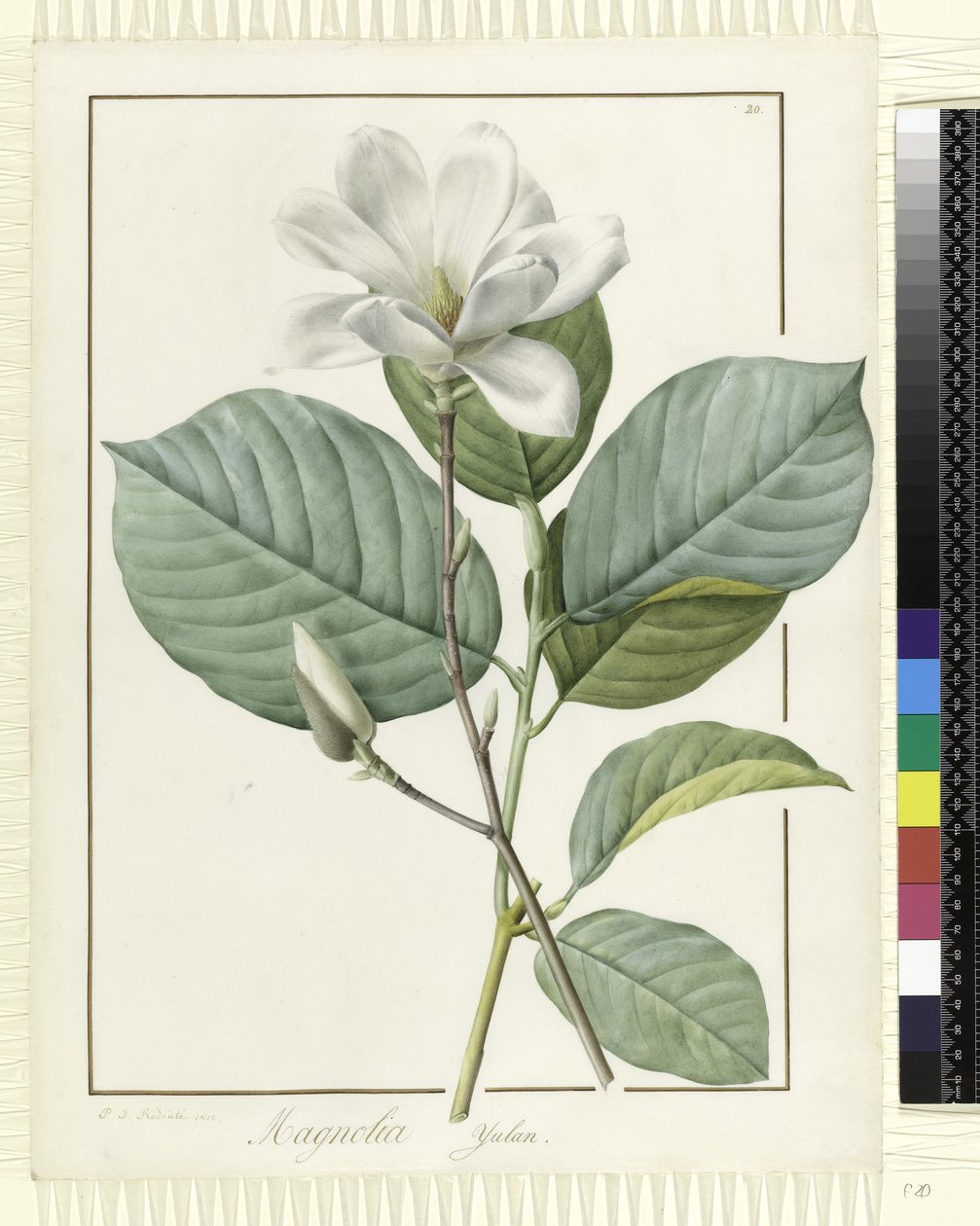 Magnolia yulan Magnolia denudata, 1812 alkotó: Pierre Joseph Redouté