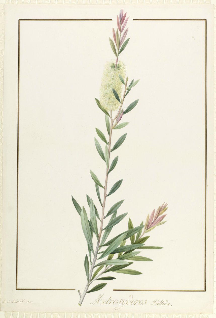 Metrosyderos Pallida, 1812 (wc és testszín grafit felett, pergamen) alkotó: Pierre Joseph Redouté