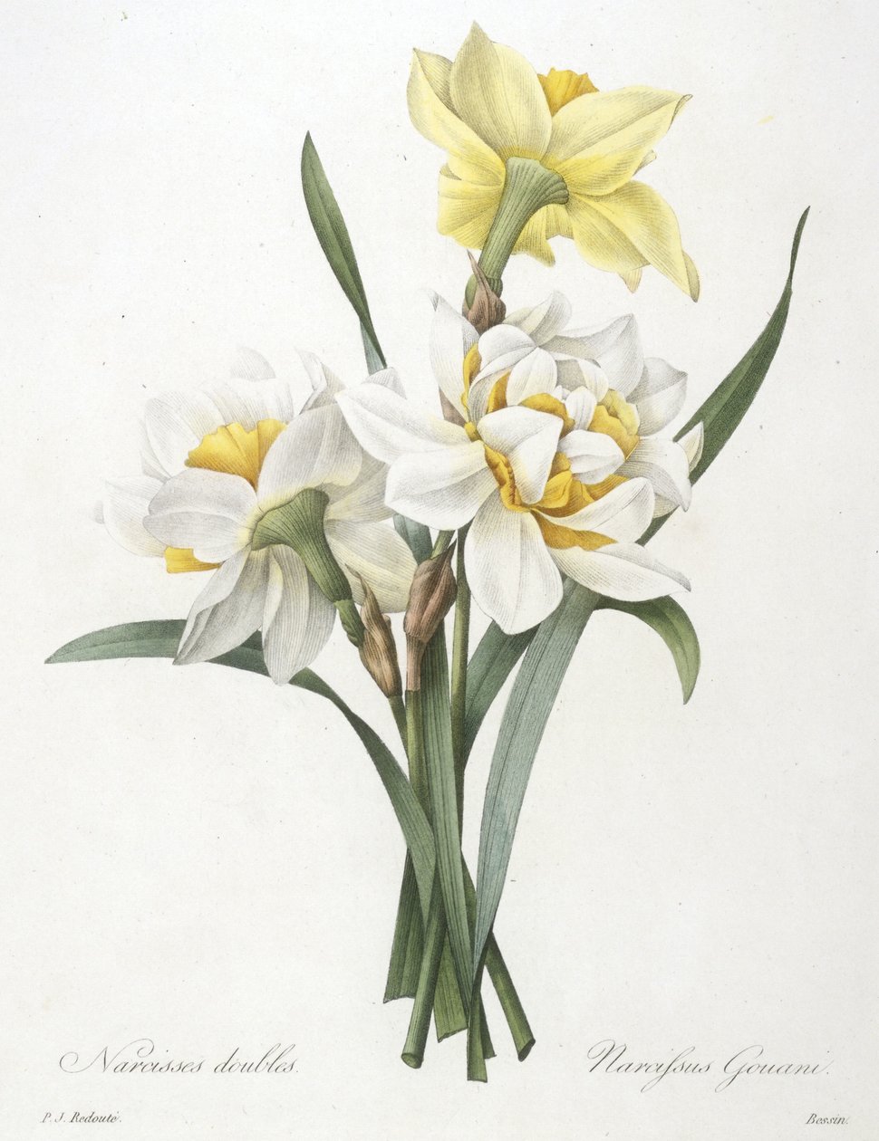 Narcissus gouani (kettős nárcisz), 1827 alkotó: Pierre Joseph Redouté