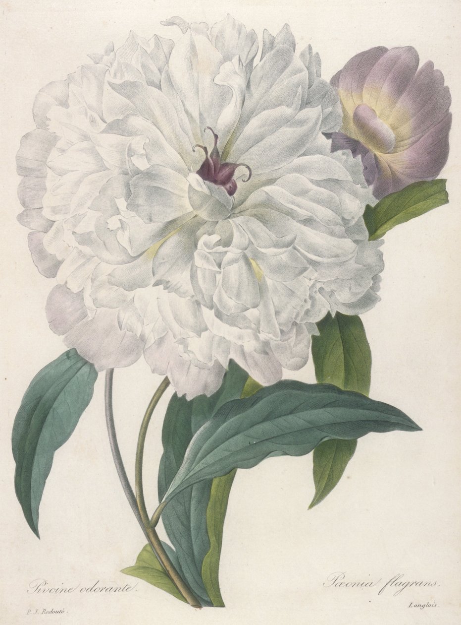 Paeonia flagans (bazsarózsa), 1827 alkotó: Pierre Joseph Redouté