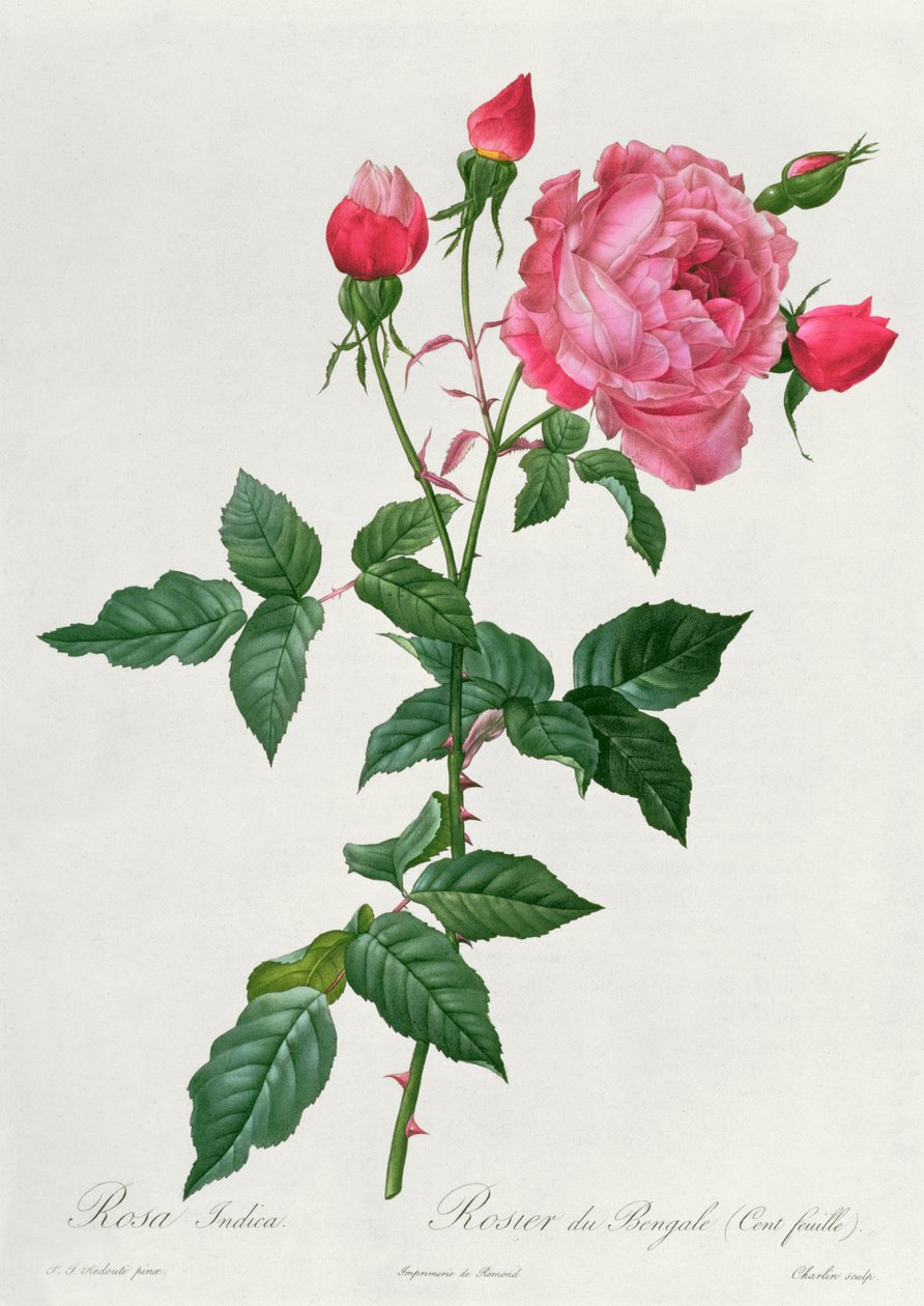 Indica Pink alkotó: Pierre Joseph Redouté