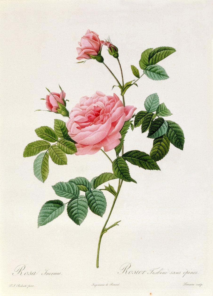 Rosa Inermis alkotó: Pierre Joseph Redouté