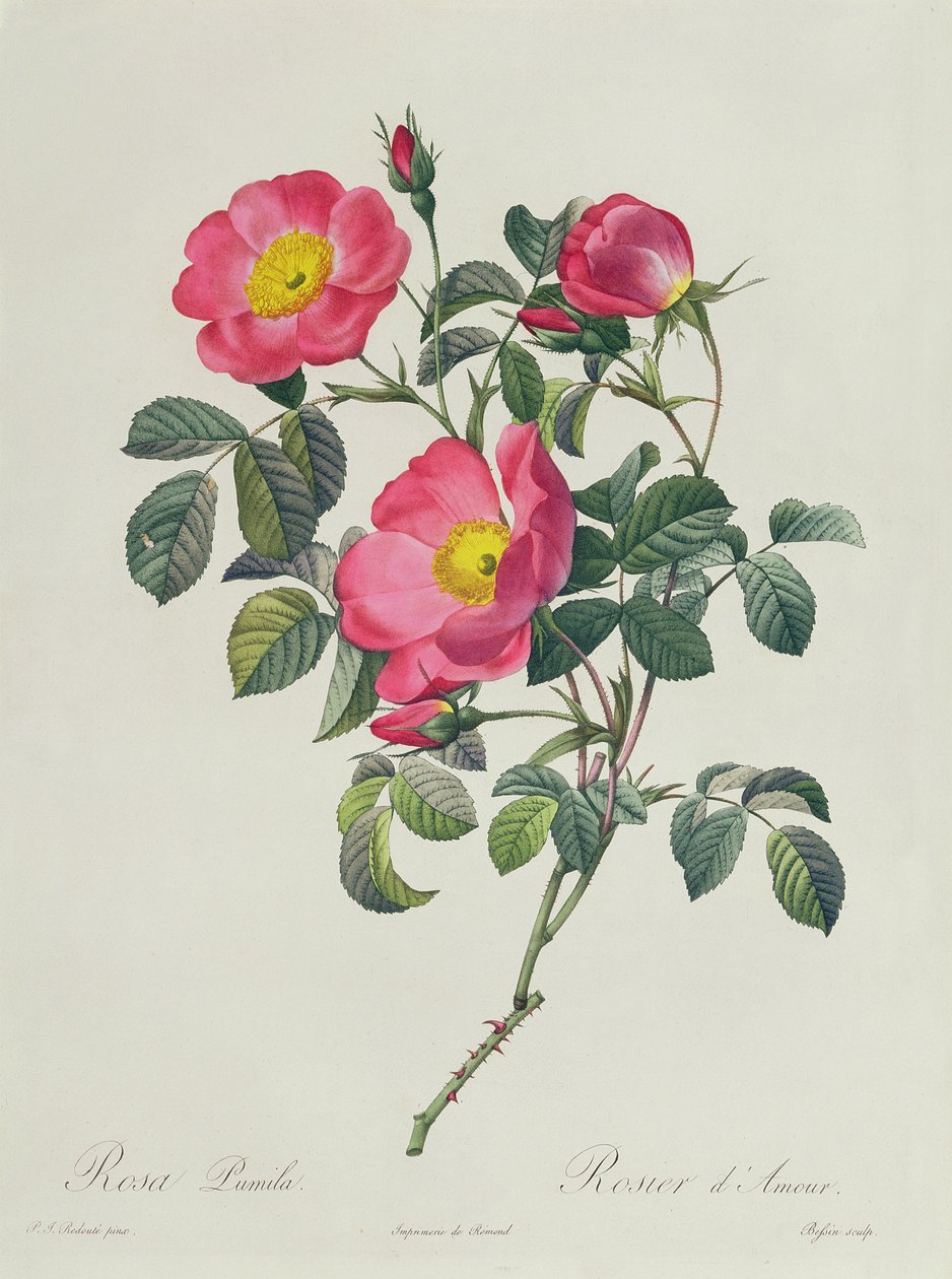 Rózsaszín Lumila alkotó: Pierre Joseph Redouté