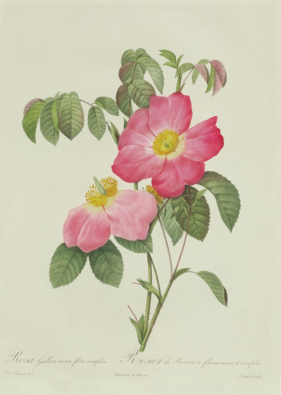 Rosa Tomentosa alkotó: Pierre Joseph Redouté