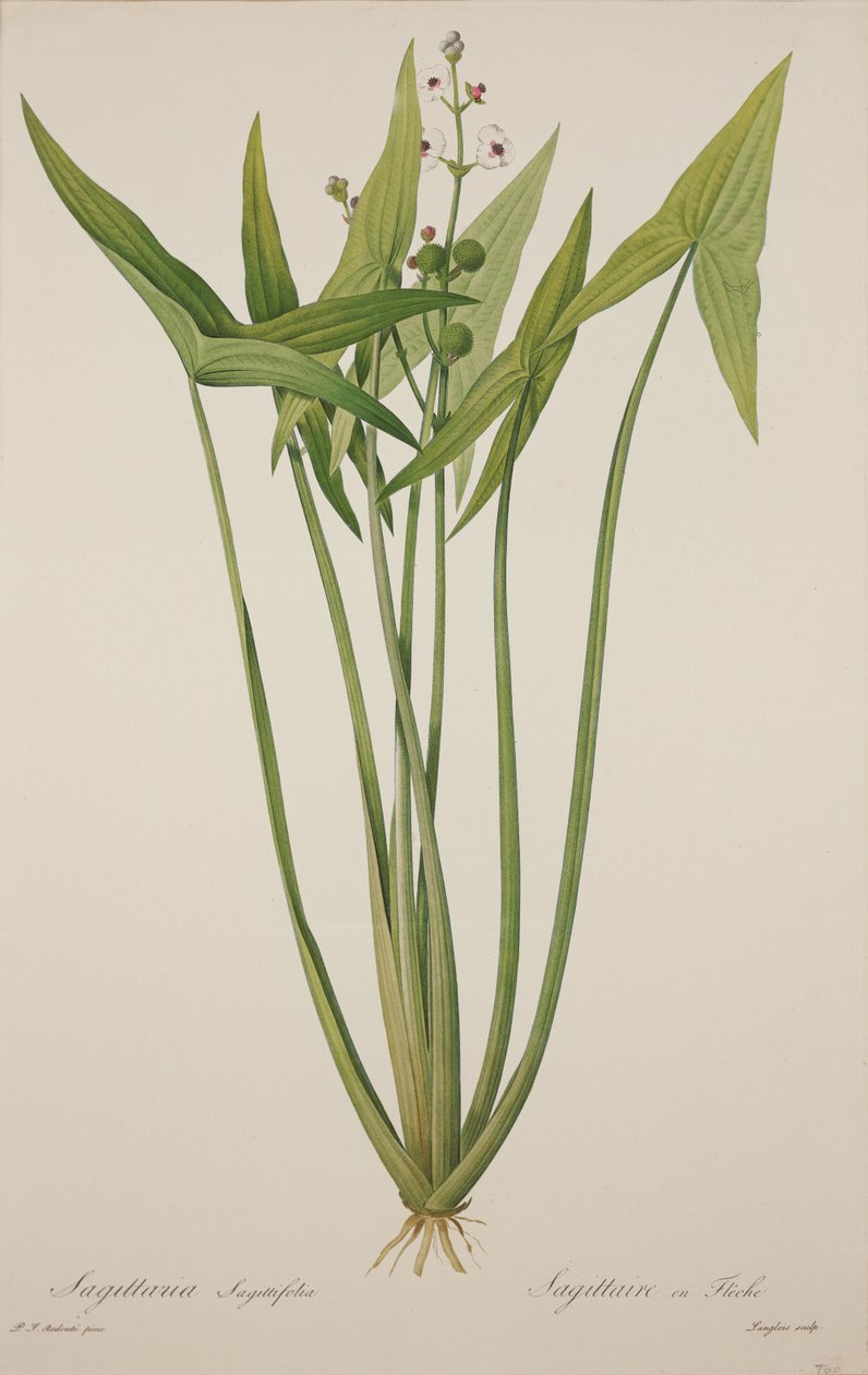 Sagittaria, Langlois metszet (kézzel színezett metszet) alkotó: Pierre Joseph Redouté
