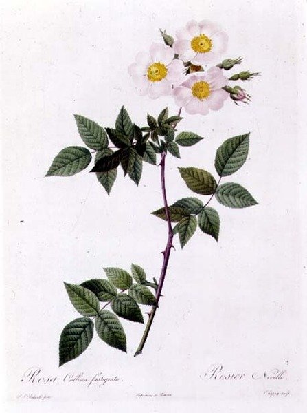 Rosa Collina fastigiata alkotó: Pierre Joseph Redouté