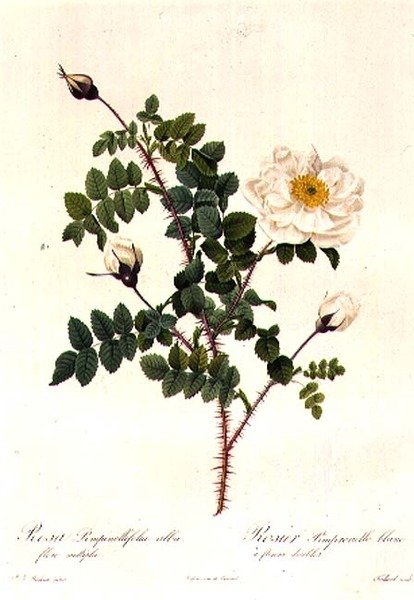 Rosa Pimpinellifolia Alba Flore Multiplei alkotó: Pierre Joseph Redouté