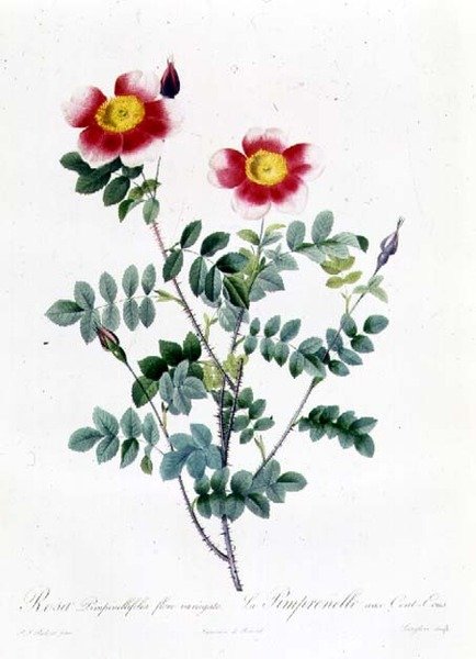 Rózsaszín fehérrépa alkotó: Pierre Joseph Redouté