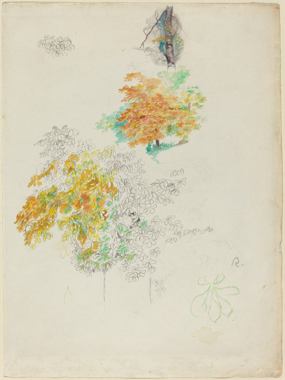 Tanulmányok a fákról, 1886. alkotó: Pierre Auguste Renoir