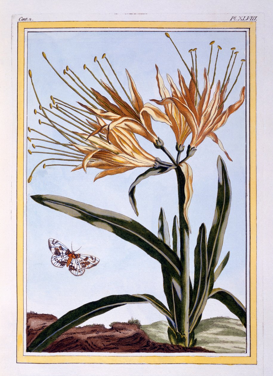 Liliom, kocsma. 1776. alkotó: Pierre Joseph Buchoz