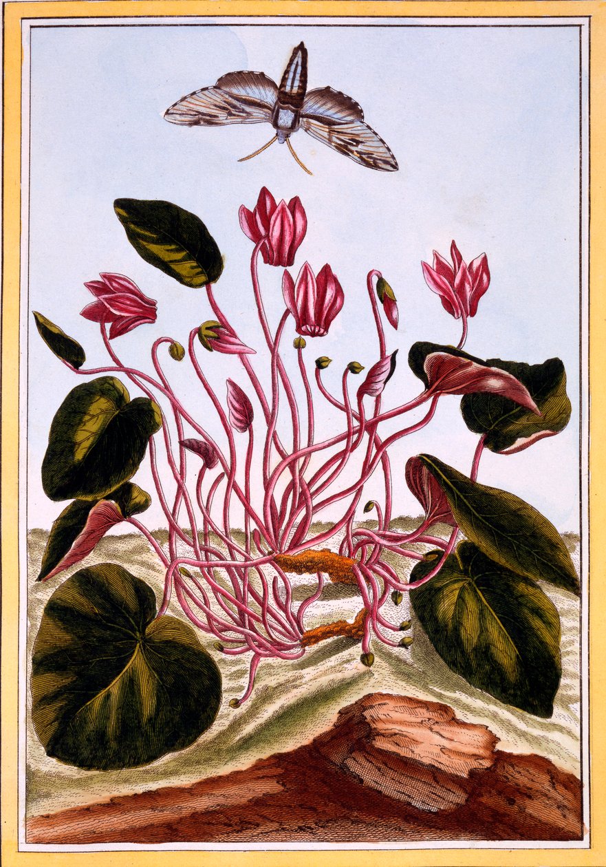 Ciklámen, kocsma. 1776. alkotó: Pierre Joseph Buchoz