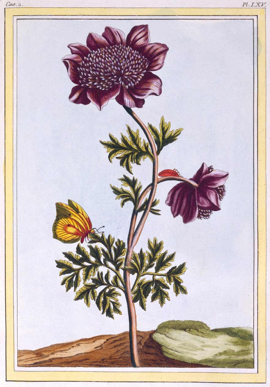 Kerti Anenome Windflower, kocsma. 1776. alkotó: Pierre Joseph Buchoz
