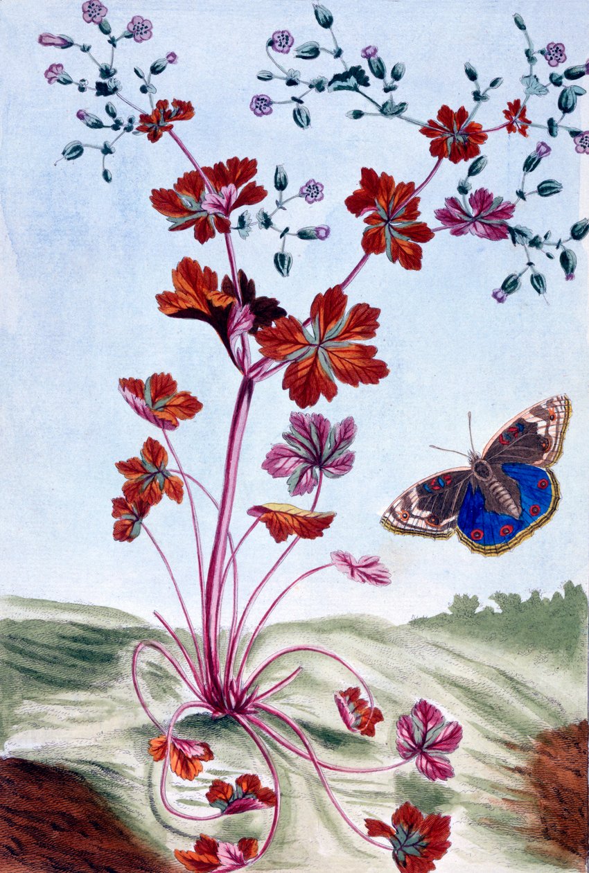 Fényes Cranesbill, kocsma. 1776. alkotó: Pierre Joseph Buchoz