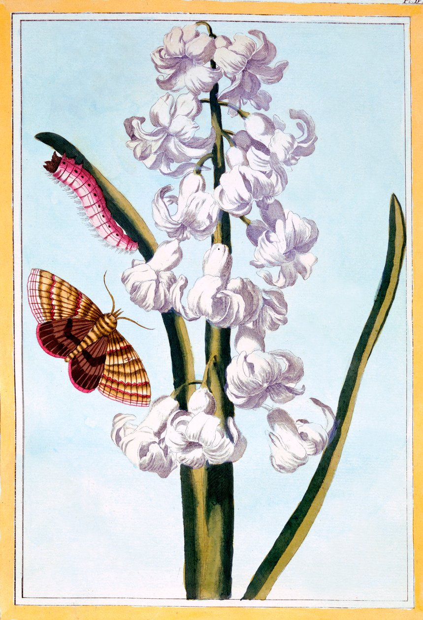 Jácint, kocsma. 1776. alkotó: Pierre Joseph Buchoz