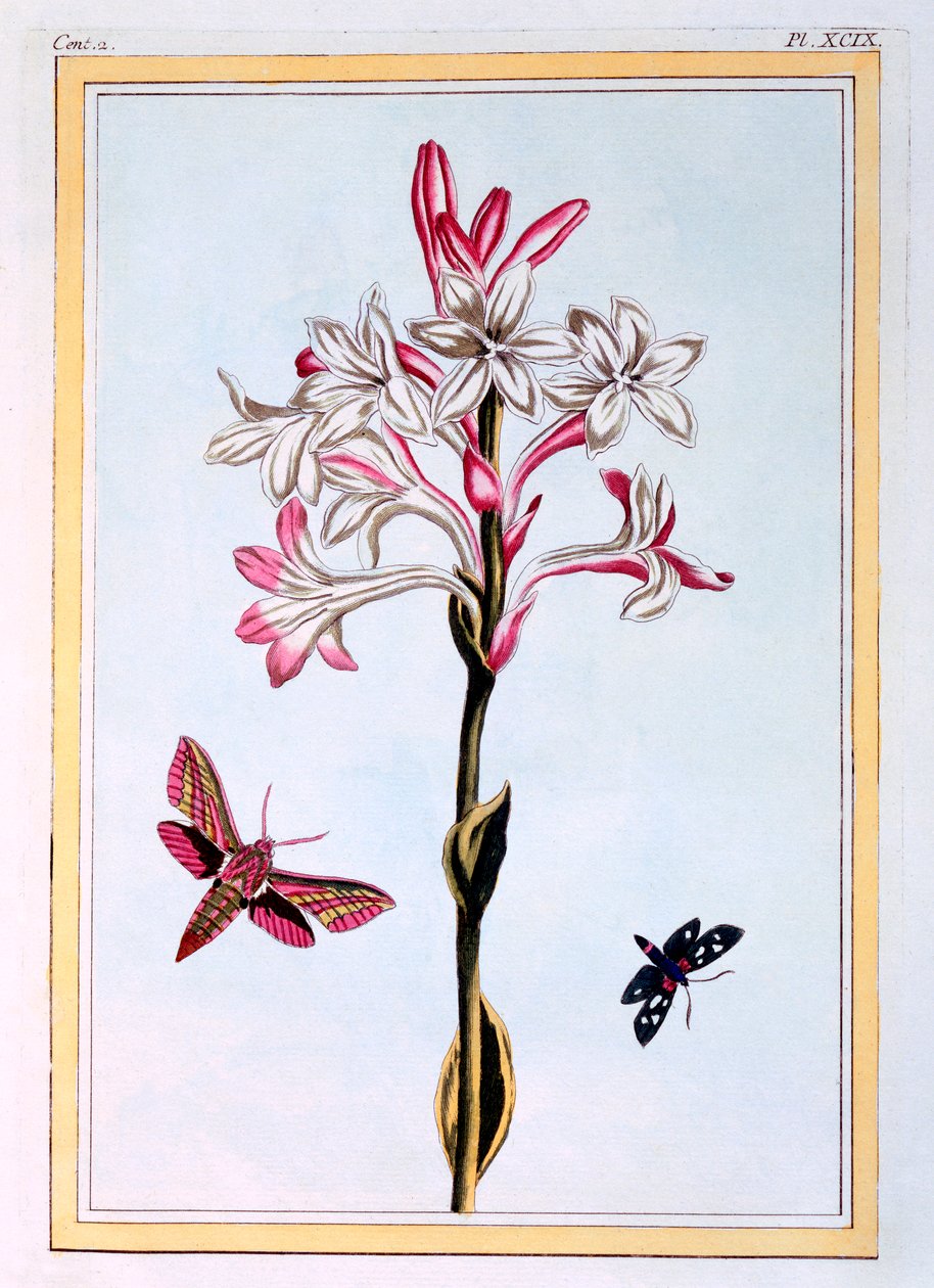 A Tuberose, kocsma. 1776. alkotó: Pierre Joseph Buchoz