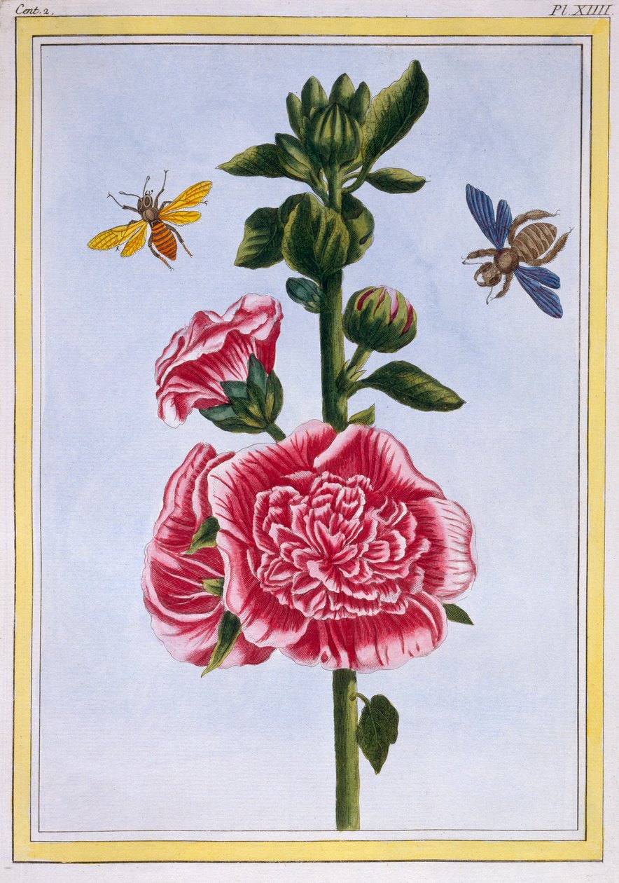 Passerose Hollyhock, kocsma. 1776. alkotó: Pierre Joseph Buchoz