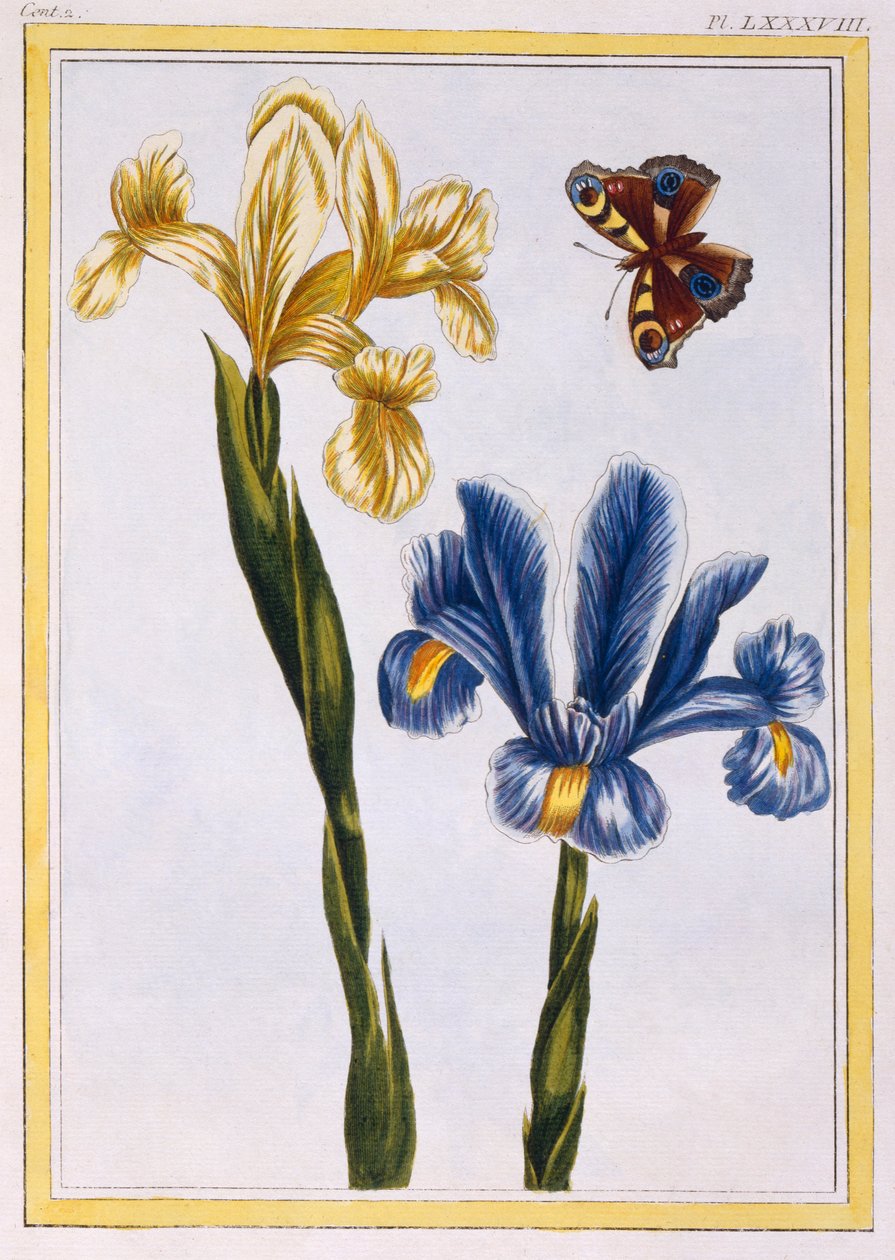 Sárga és lila íriszek, kocsma. 1776. alkotó: Pierre Joseph Buchoz