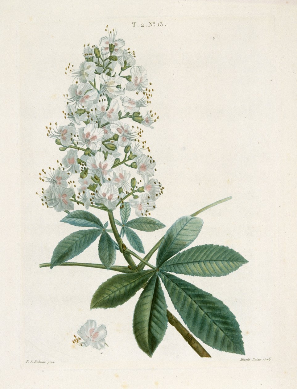 Aesculus Hippocastorum, vadgesztenye, 1800-1830 körül. alkotó: Pierre Joseph Redouté