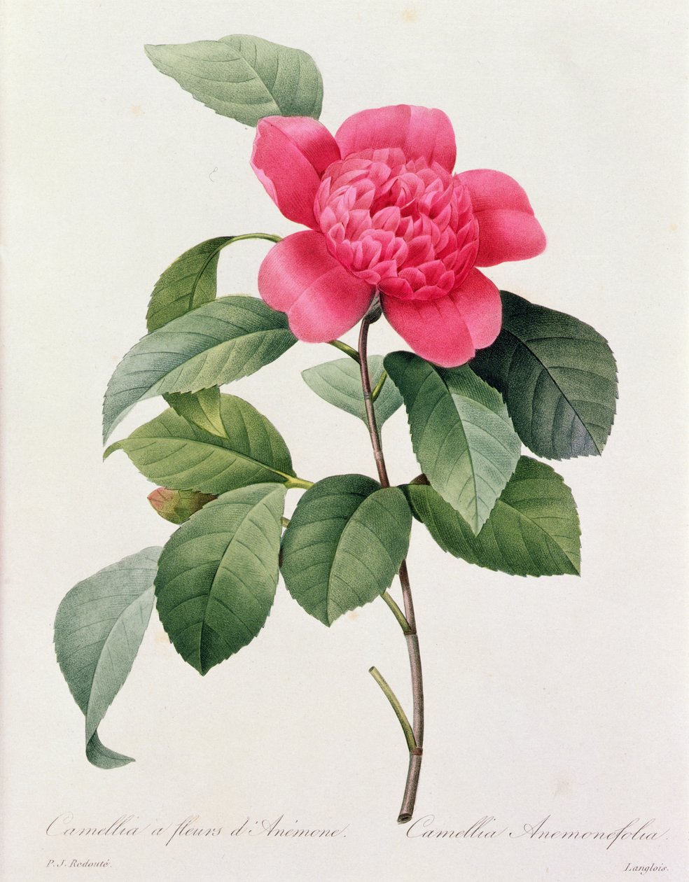 Camellia Anemonefolia (színes metszet) alkotó: Pierre Joseph Redouté