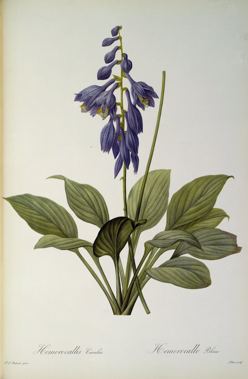 Hemerocallis Caerulea, a "Les Liliacees"-ből, 1806 alkotó: Pierre Joseph Redouté