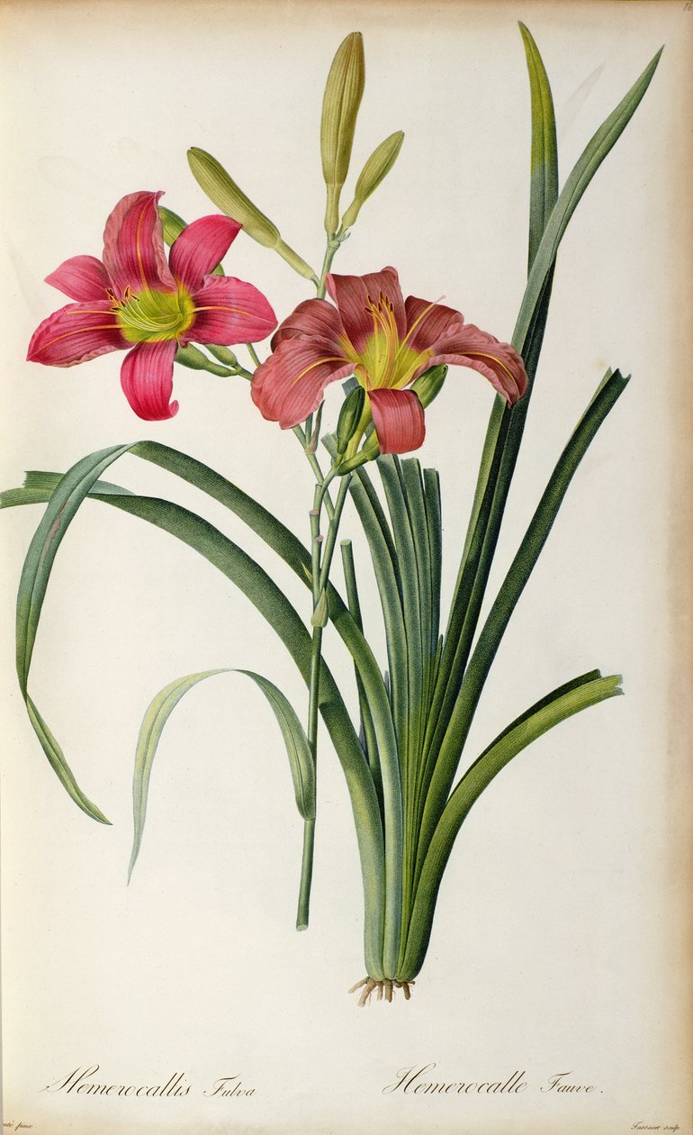 Hemerocallis fulva, a "Les Liliacees"-ből, 1805 alkotó: Pierre Joseph Redouté