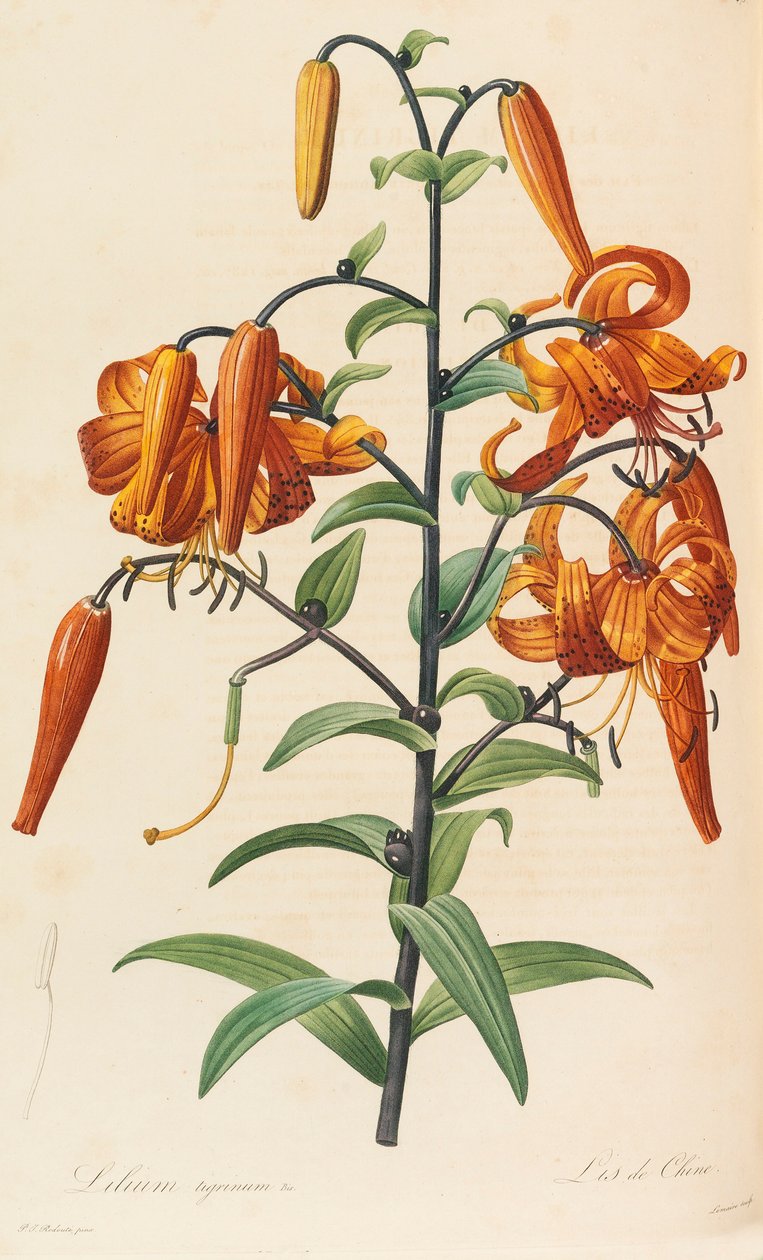 Liliaceae, 1804-1815. alkotó: Pierre Joseph Redouté