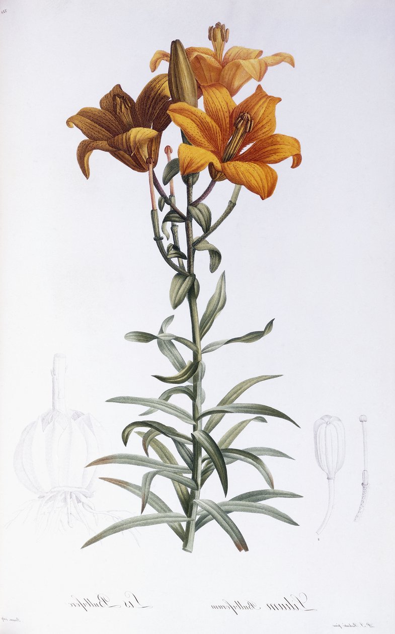Lily Bulbiferum alkotó: Pierre Joseph Redouté