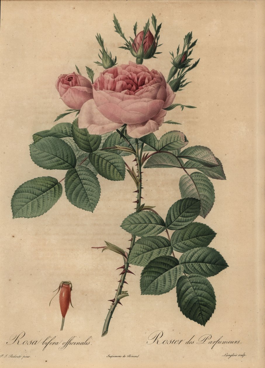 Rózsaszín hibrid rózsa, Rosa bifera alkotó: Pierre Joseph Redouté