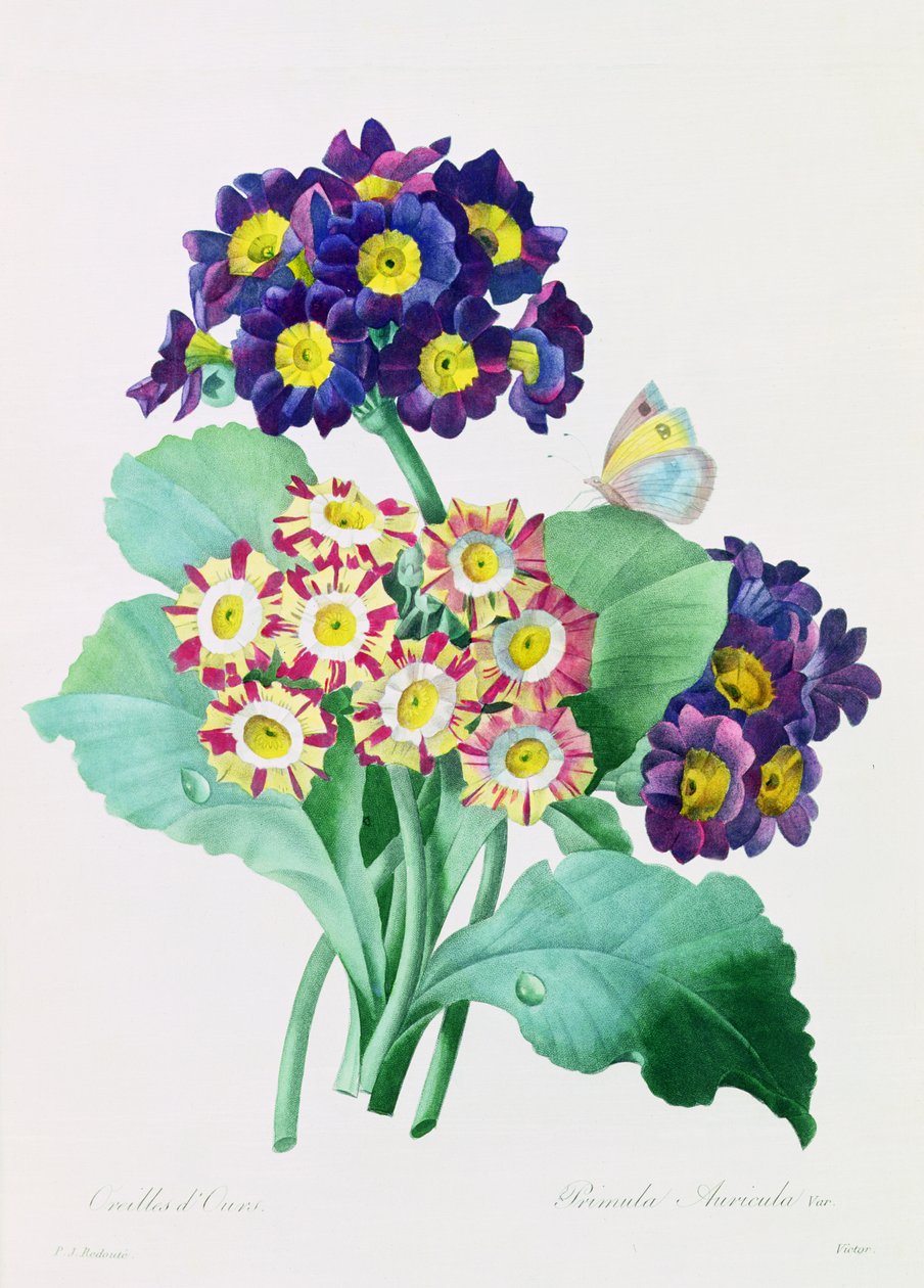 Primula Auricula (színes metszet) alkotó: Pierre Joseph Redouté