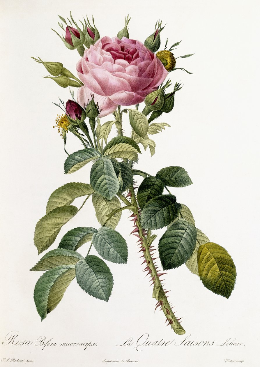 Rosa Bifera macrocarpa, 1817-1824 alkotó: Pierre Joseph Redouté