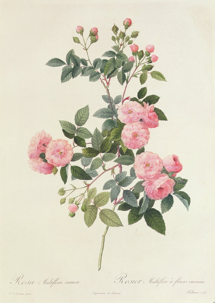 Rosa Multiflora Carnea alkotó: Pierre Joseph Redouté