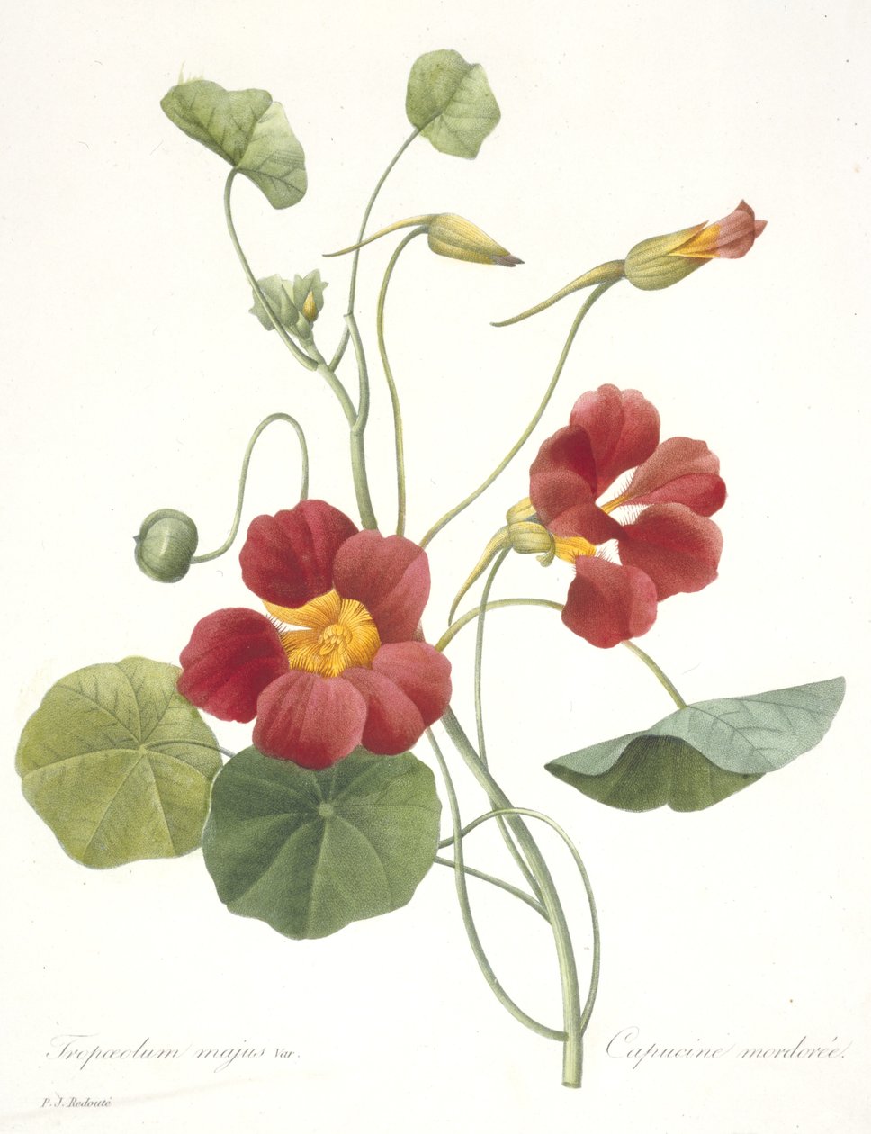 Tropaeolum majus (Garden Nasturtium), 1827 alkotó: Pierre Joseph Redouté