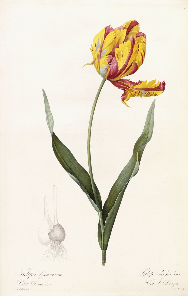 Tulipa Gesneriana - Kerti tulipán alkotó: Pierre Joseph Redouté