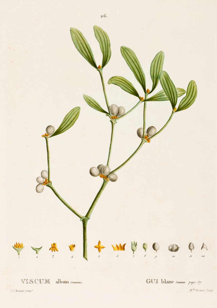 Veronica album L. Mistletoe, 1800-1830. alkotó: Pierre Joseph Redouté