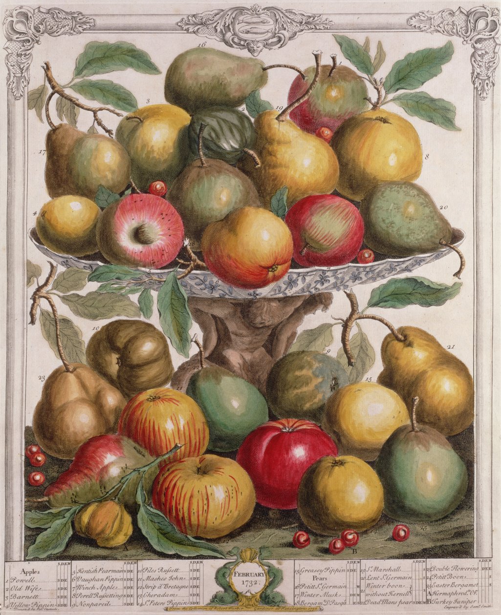 Február, a „Tizenkét hónap gyümölcsökből”, Robert Furber (1674-1756 körül), James Smith metszet, 1732 (színes metszet) alkotó: Pieter Casteels