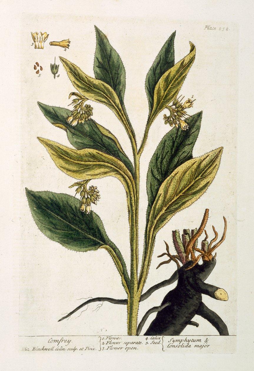 Red Chili (színes gravírozás) alkotó: Pieter Sluiter or Sluyter