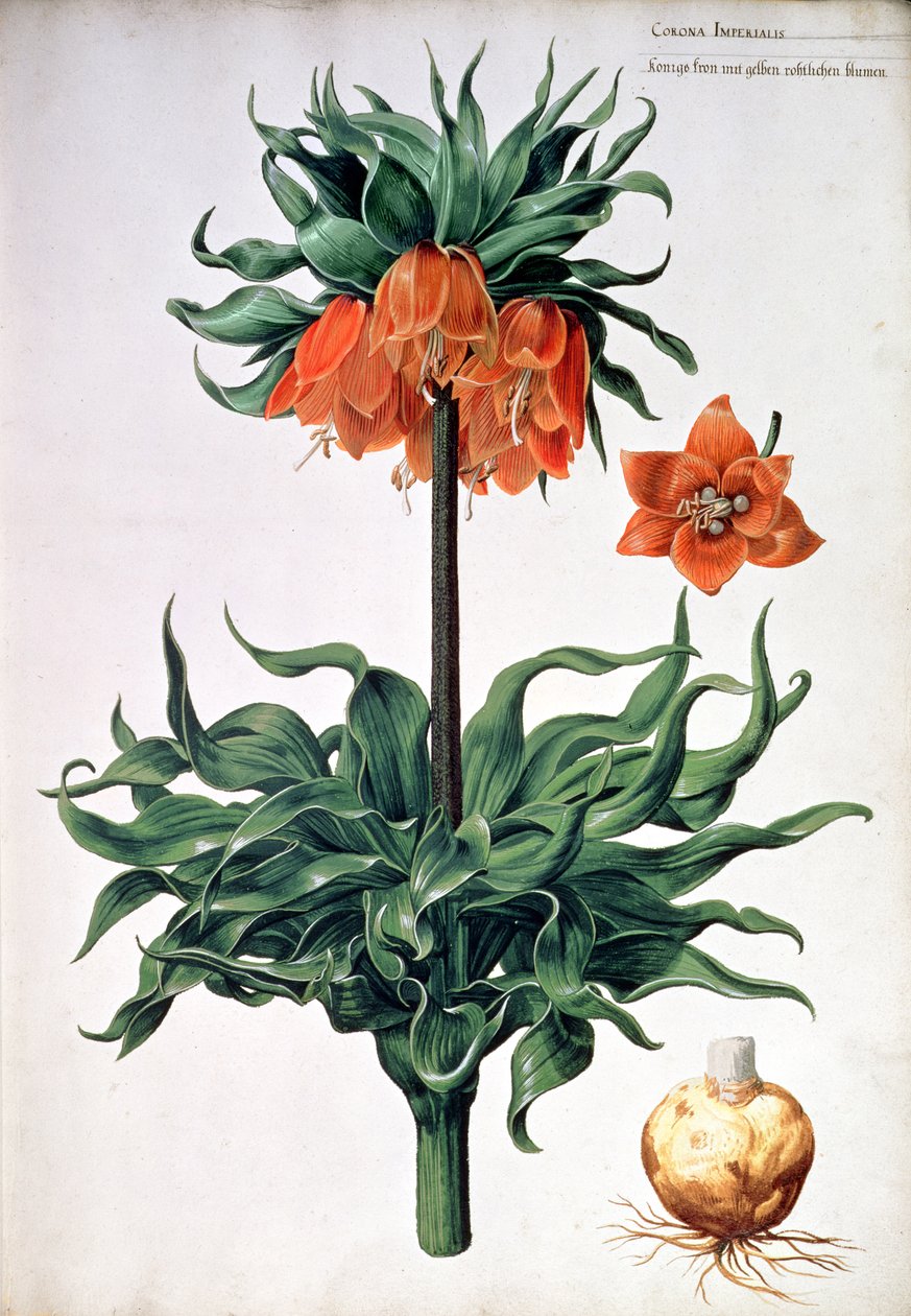 Fritillaria imperialis, 1630 körül alkotó: Pieter van Kouwenhoorn
