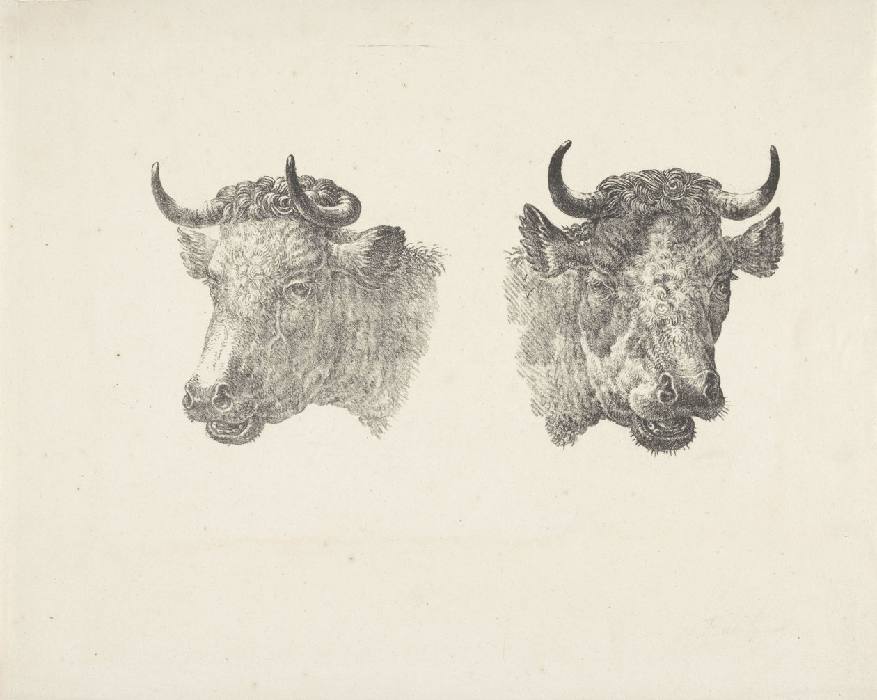 Két bikafej alkotó: Pieter Bartholomeusz. Barbiers