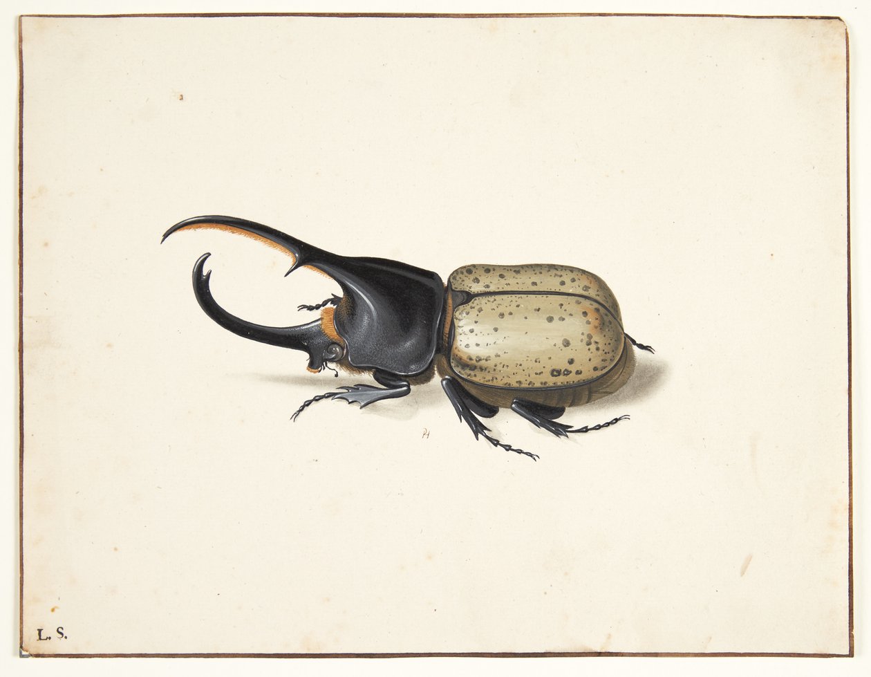 In Herkulesbille (Dynastes Hercules) alkotó: Pieter Holsteijn