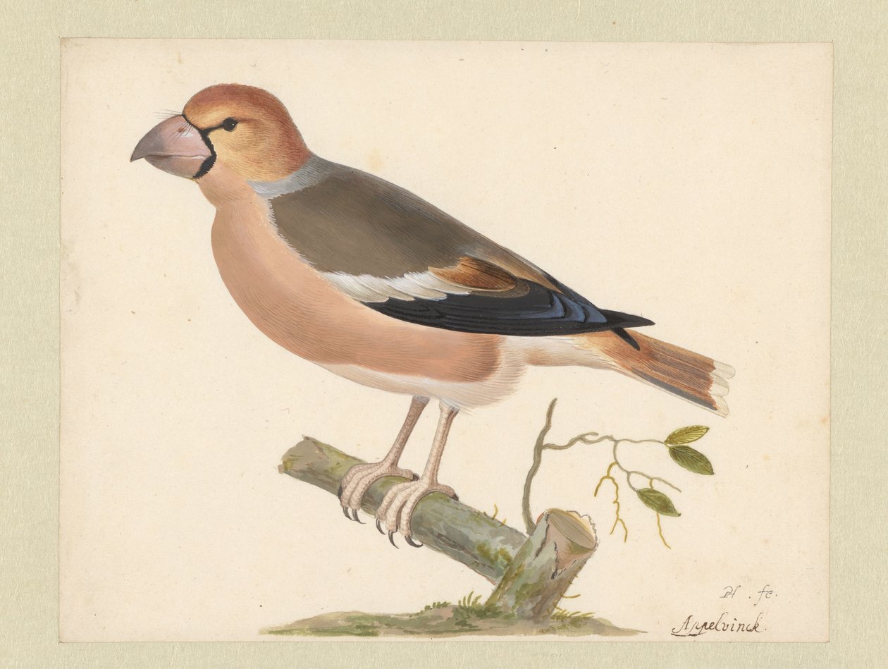 Almás pinty alkotó: Pieter Holsteyn (I)