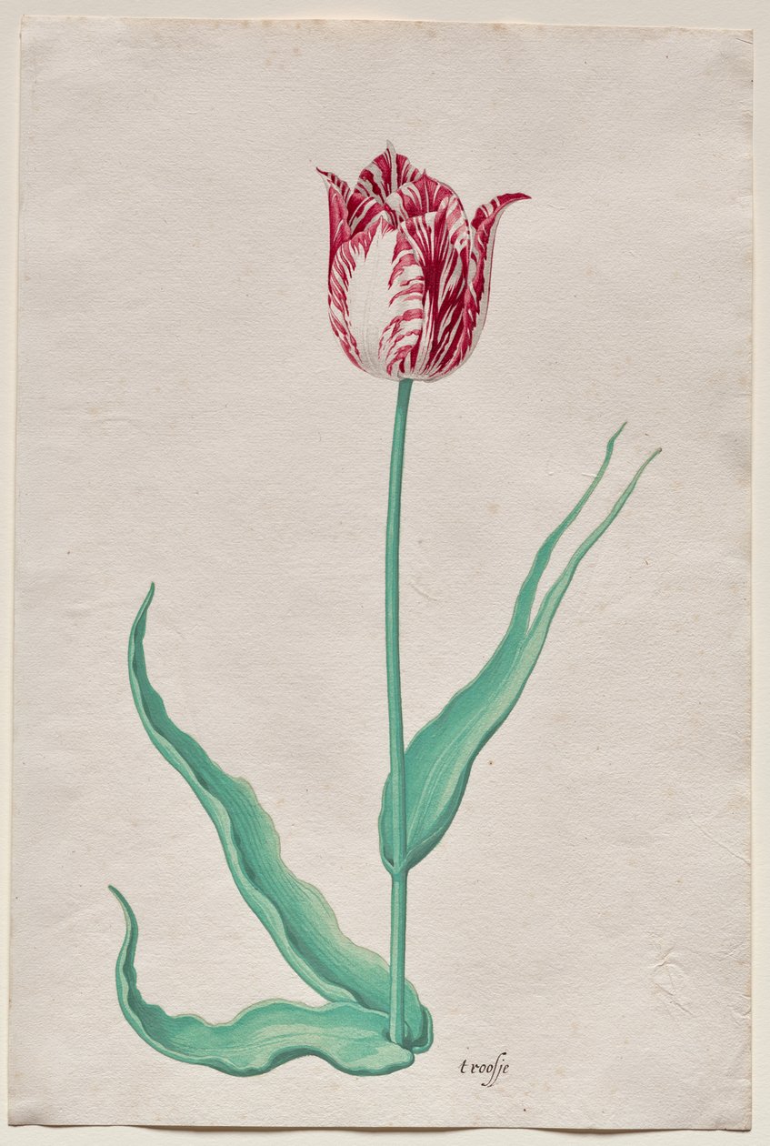 Egy tulipán (
