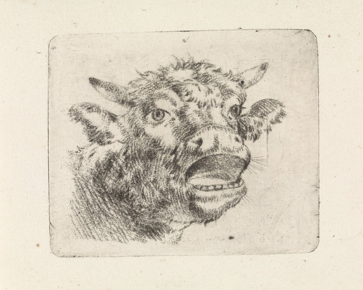 Tehénfej, üvöltés alkotó: Pieter Janson